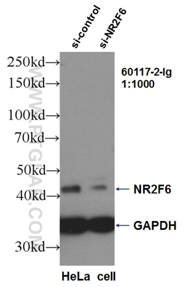 NR2F6 Antibody in Western Blot (WB)