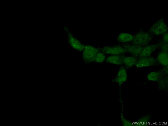 BRD8 Antibody in Immunocytochemistry (ICC/IF)