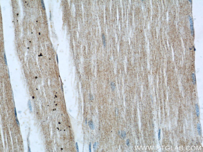 RENALASE Antibody in Immunohistochemistry (Paraffin) (IHC (P))