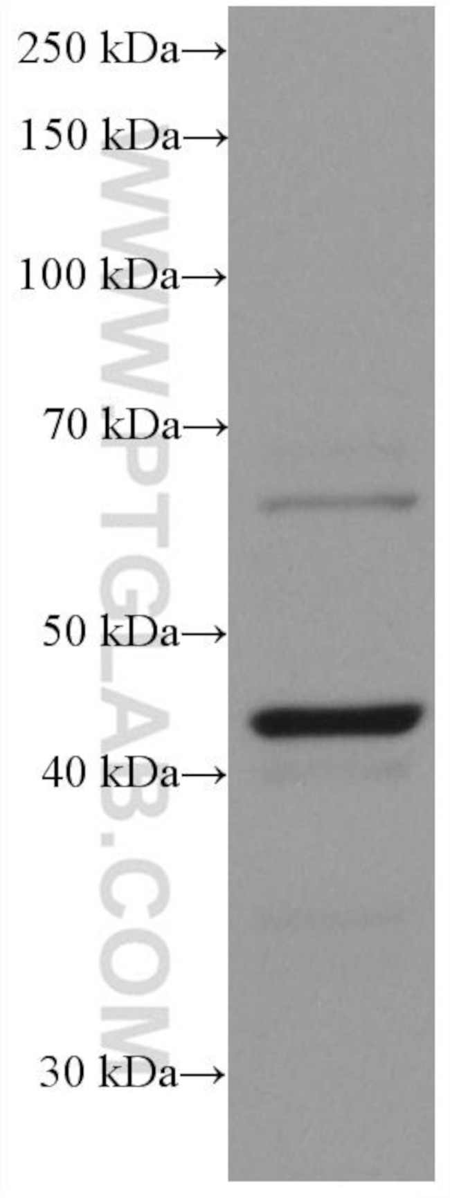 Chromogranin A Antibody in Western Blot (WB)