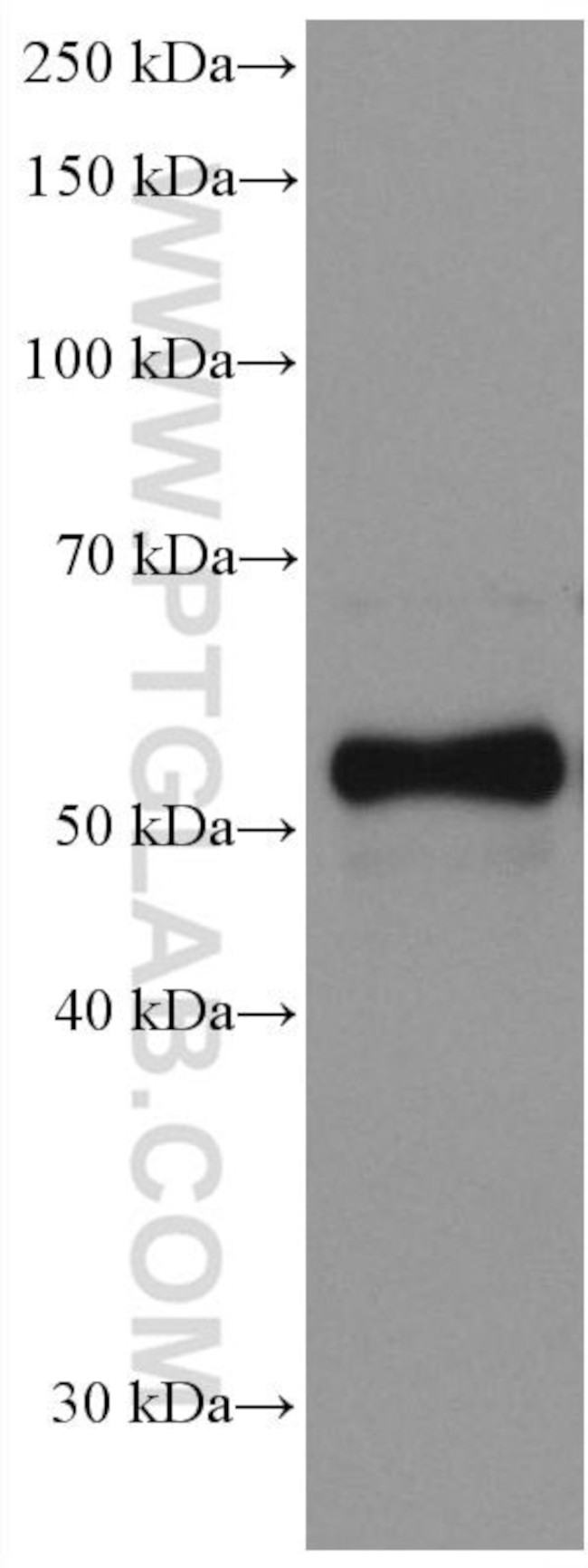 Chromogranin A Antibody in Western Blot (WB)