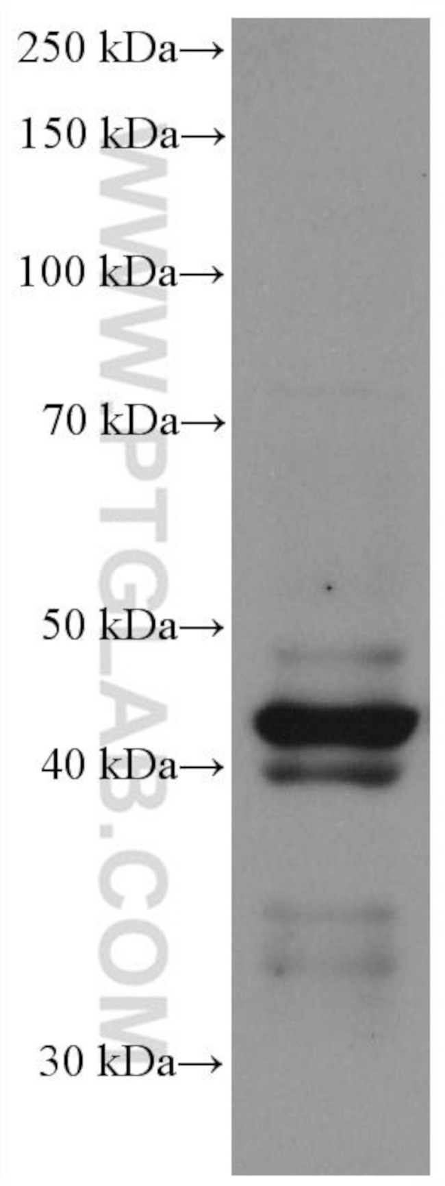 Chromogranin A Antibody in Western Blot (WB)