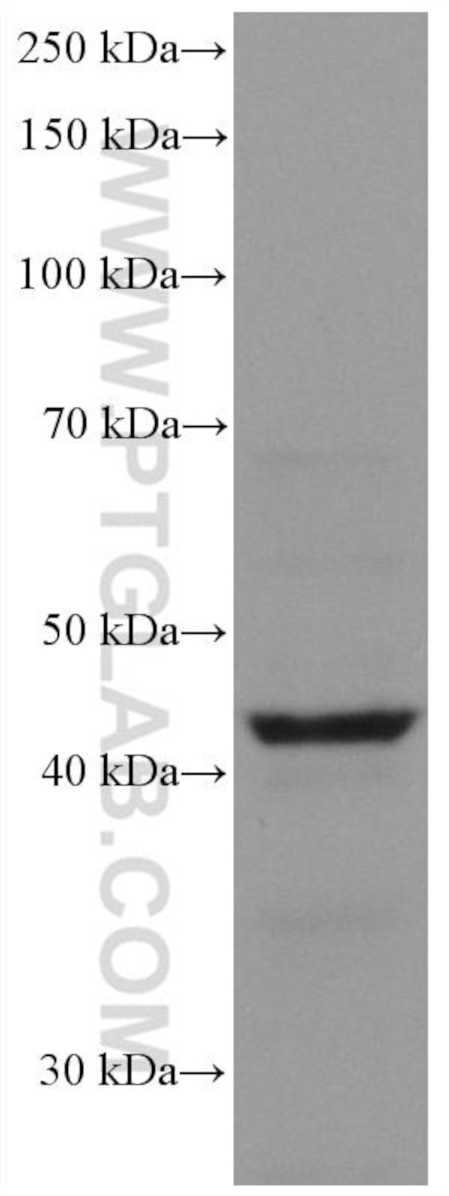 Chromogranin A Antibody in Western Blot (WB)