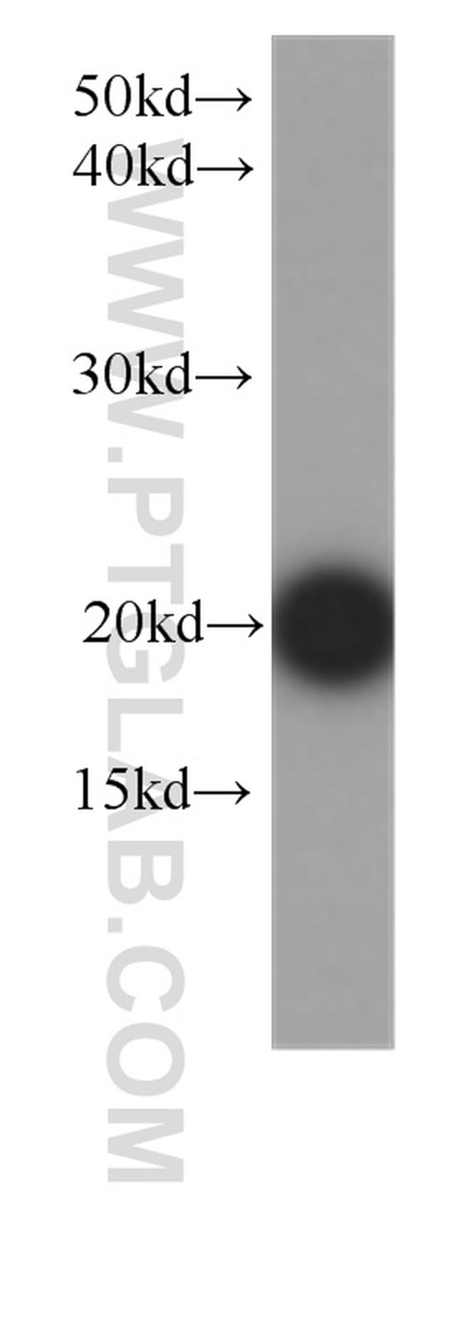 FGF12 Antibody in Western Blot (WB)