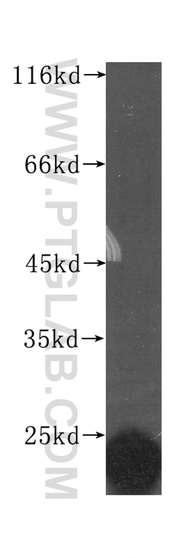 FGF12 Antibody in Western Blot (WB)