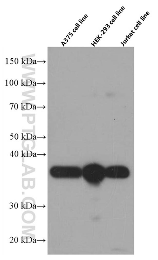 SMN Antibody in Western Blot (WB)