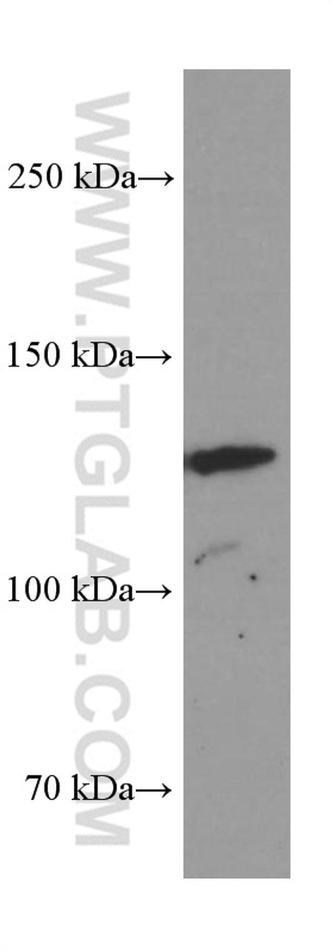 AMOT Antibody in Western Blot (WB)