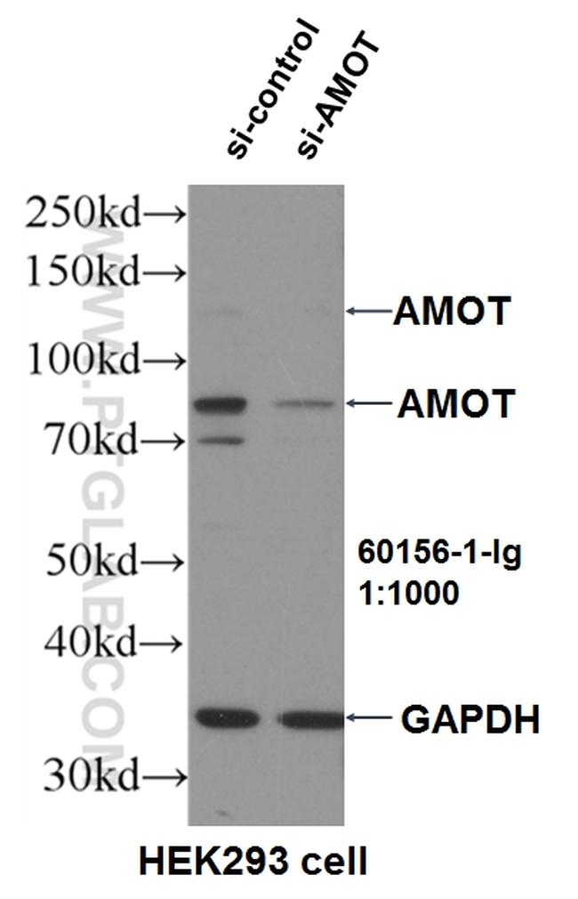 AMOT Antibody in Western Blot (WB)