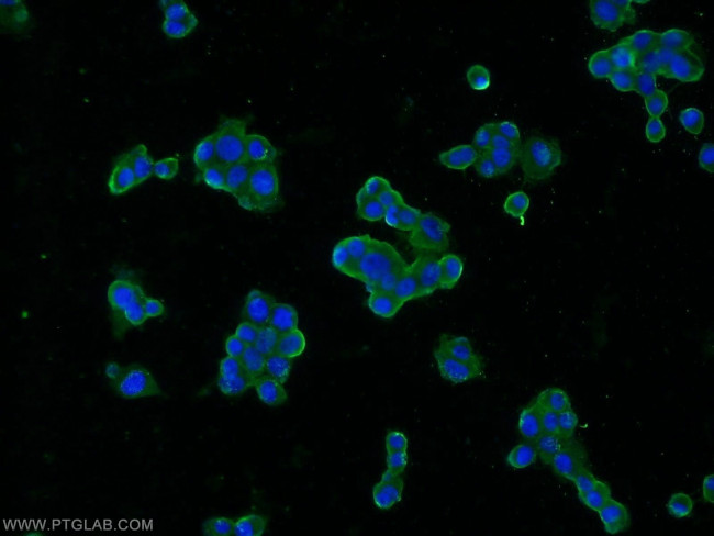 SNAP25 Antibody in Immunocytochemistry (ICC/IF)