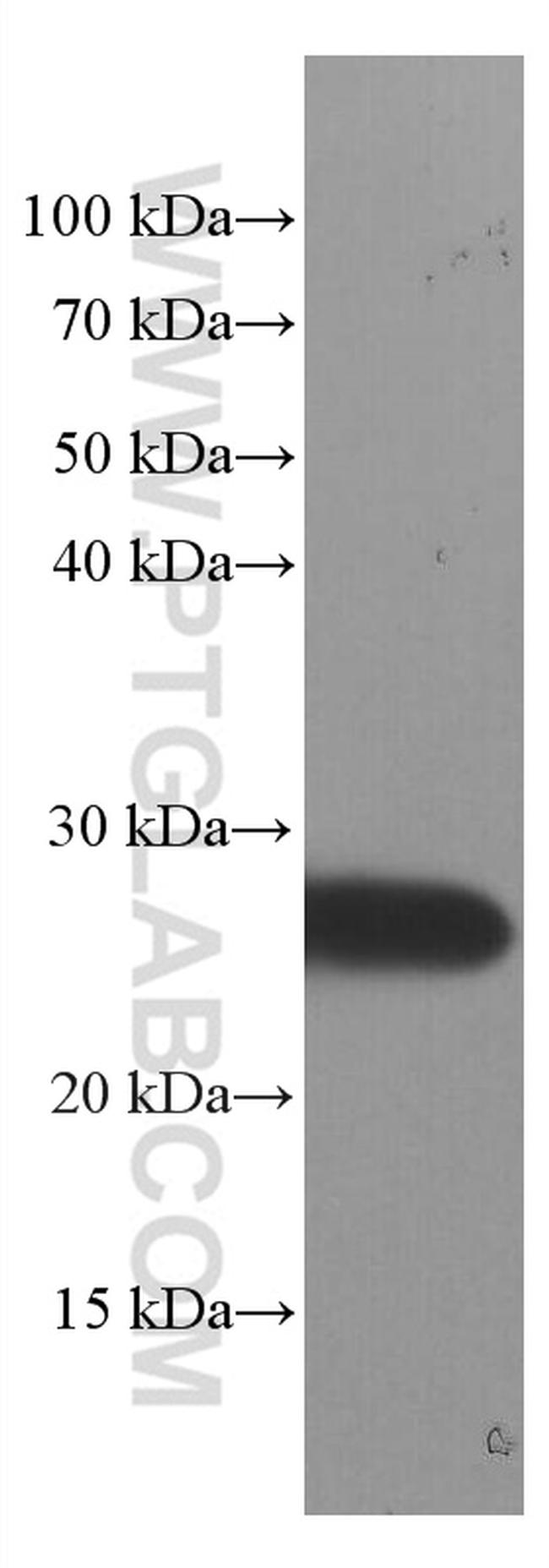 SNAP25 Antibody in Western Blot (WB)