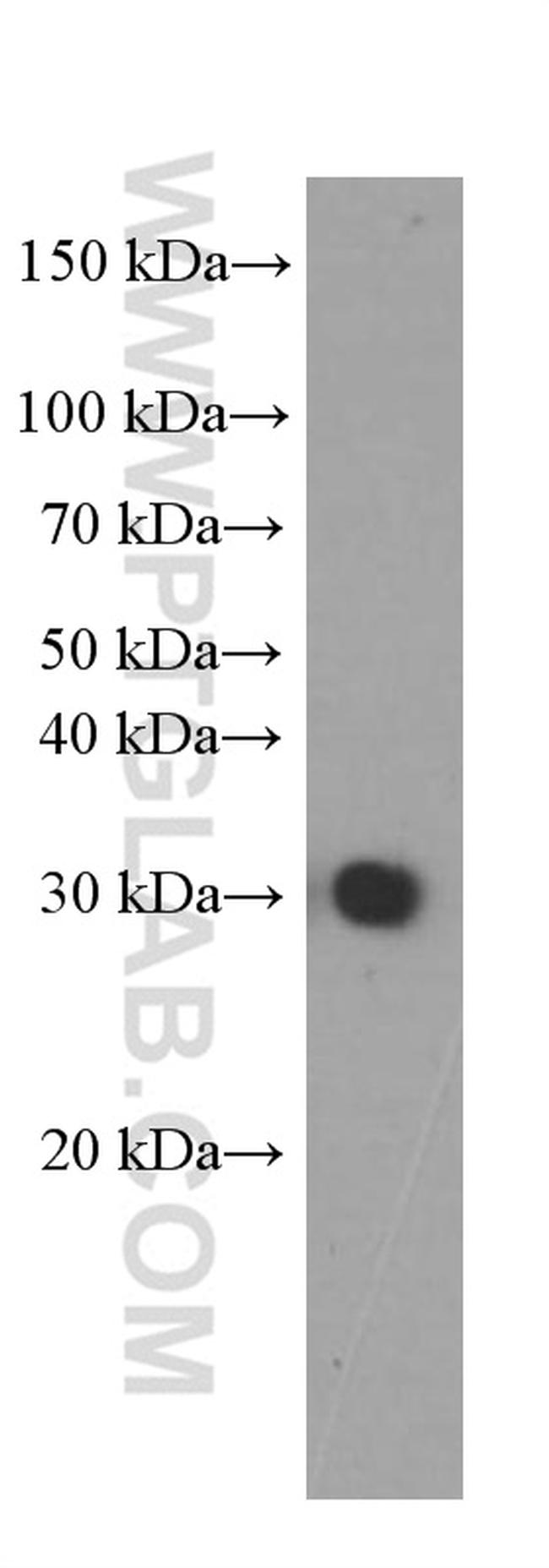 SNAP25 Antibody in Western Blot (WB)