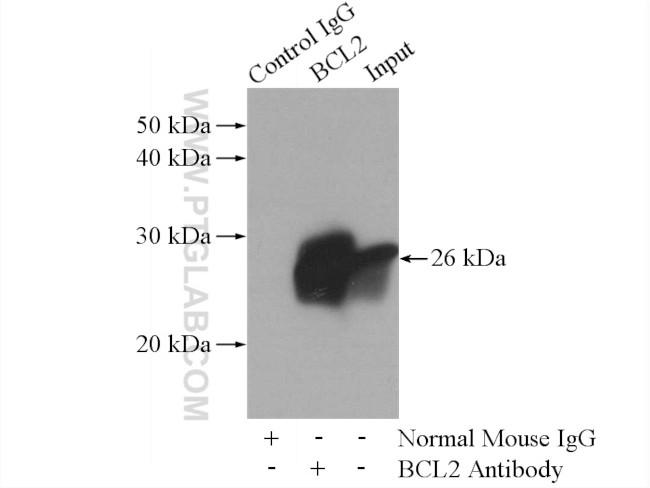 BCL2 Antibody in Immunoprecipitation (IP)