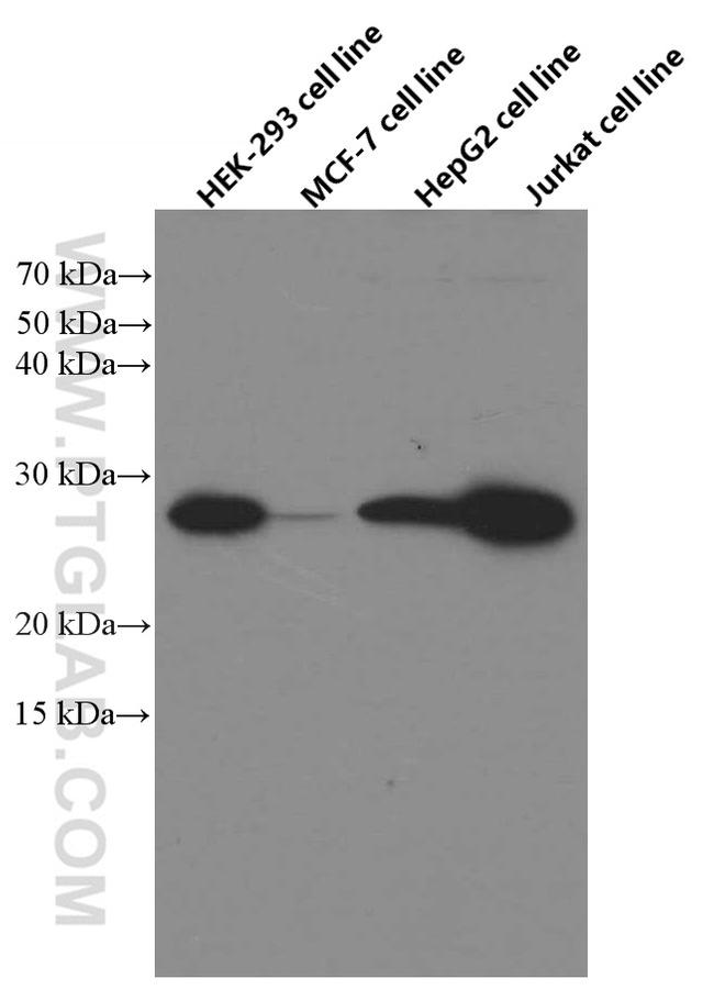 BCL2 Antibody in Western Blot (WB)