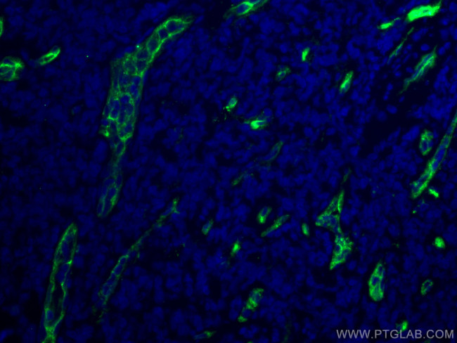 CD34 Antibody in Immunohistochemistry (PFA fixed) (IHC (PFA))