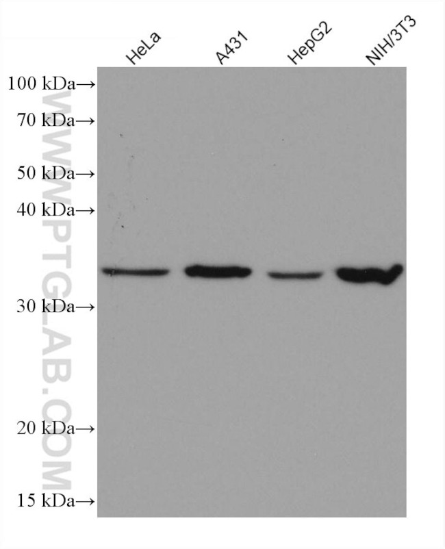 Cyclin D1 Antibody in Western Blot (WB)