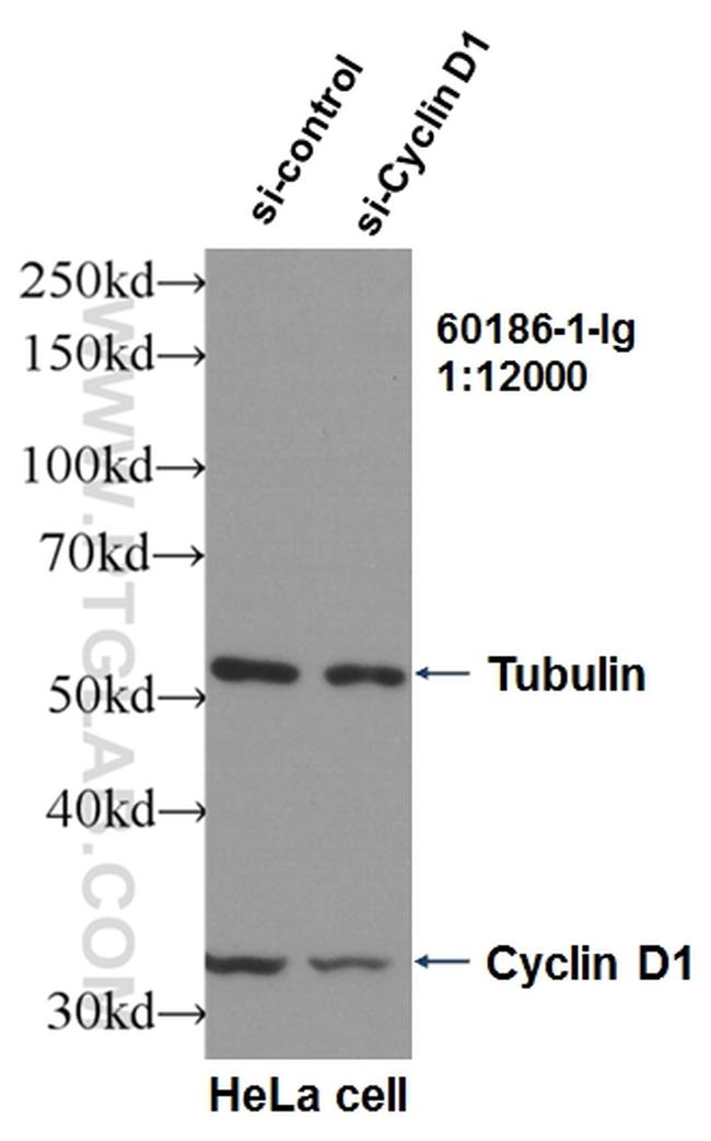 Cyclin D1 Antibody in Western Blot (WB)