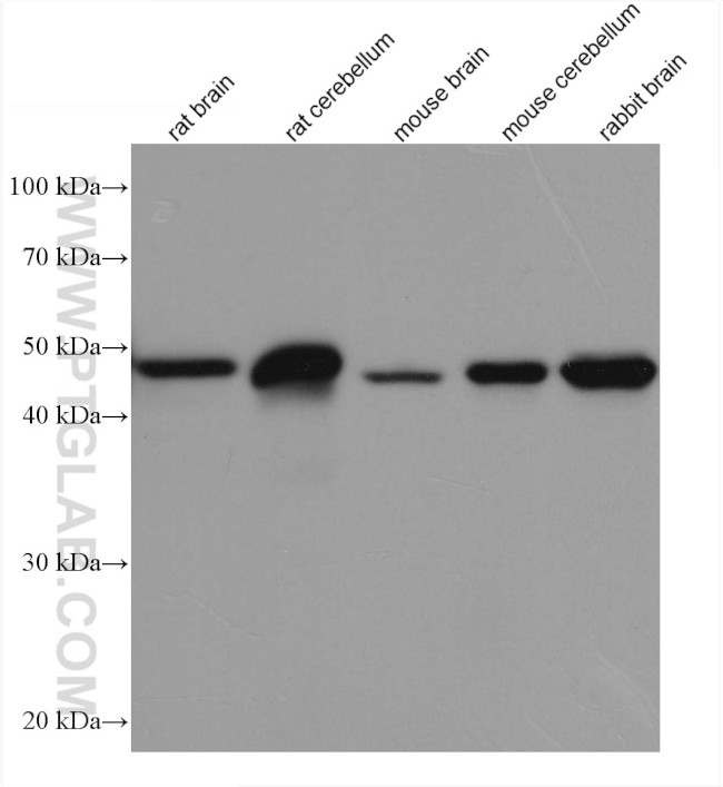 GFAP Antibody in Western Blot (WB)