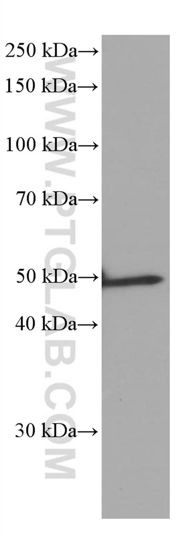 GFAP Antibody in Western Blot (WB)