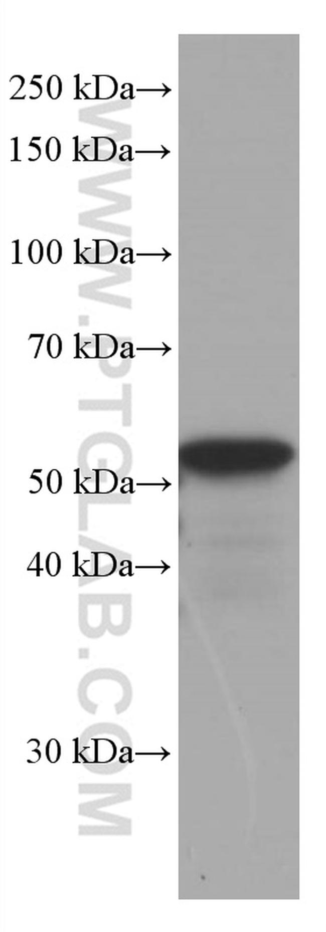 GFAP Antibody in Western Blot (WB)