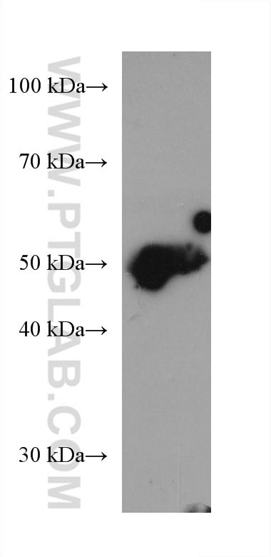 PPARD Antibody in Western Blot (WB)