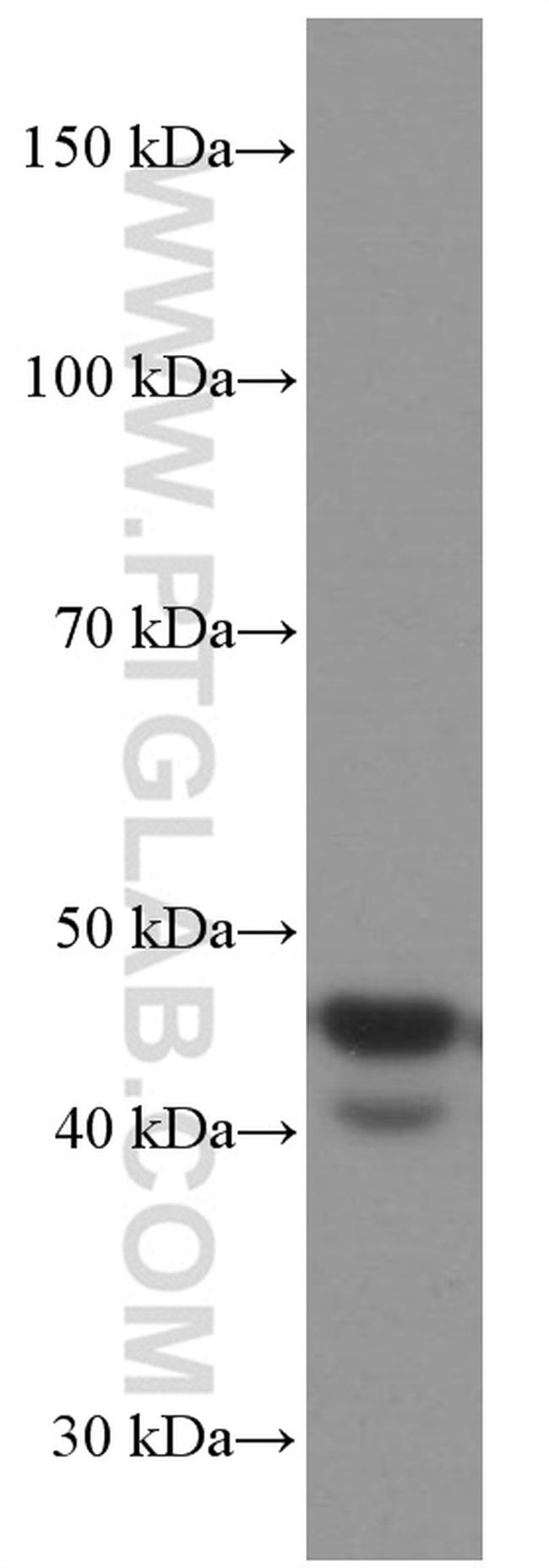 FAS/CD95 Antibody in Western Blot (WB)