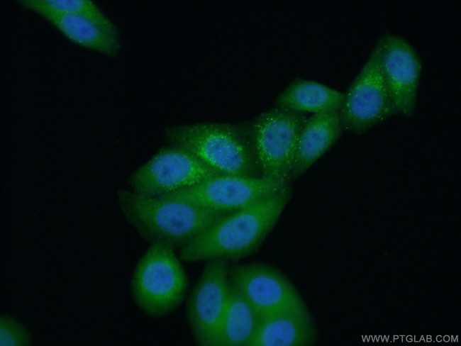 STAT3 Antibody in Immunocytochemistry (ICC/IF)