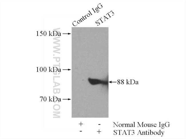 STAT3 Antibody in Immunoprecipitation (IP)