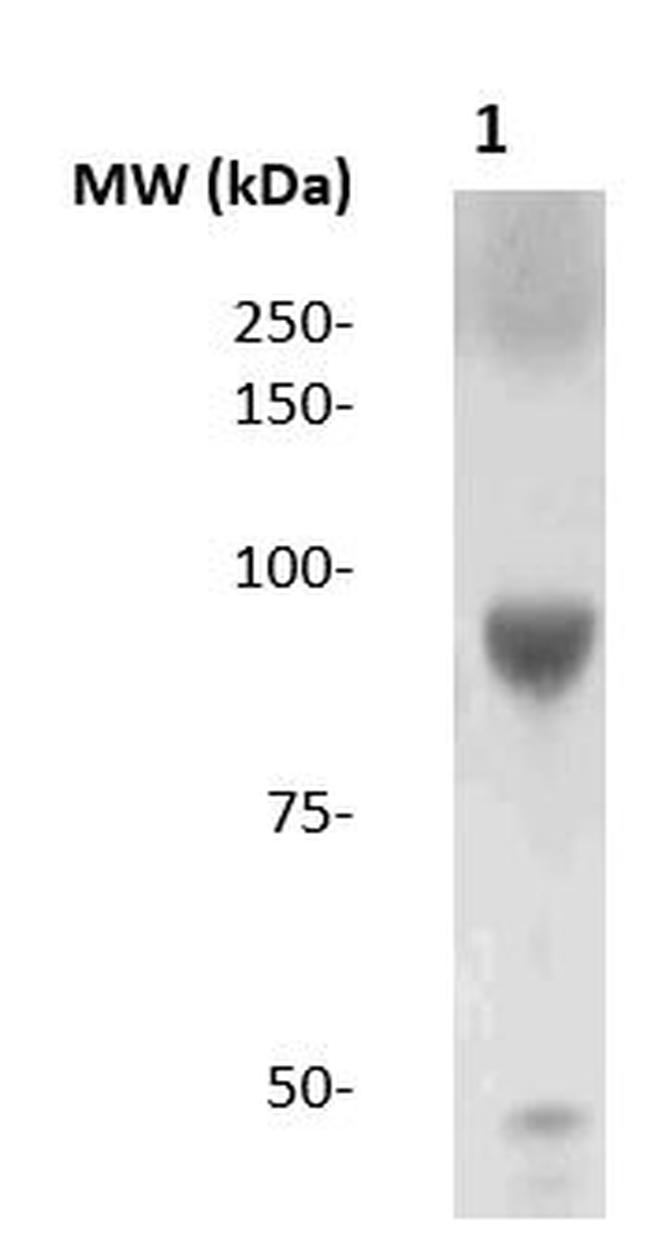 Cdk9 Antibody in Western Blot (WB)