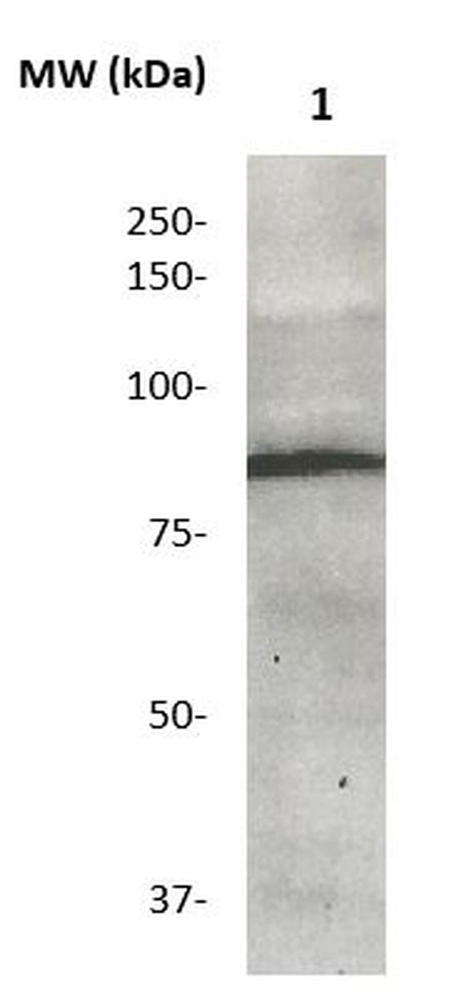 MCM5 Antibody in Western Blot (WB)