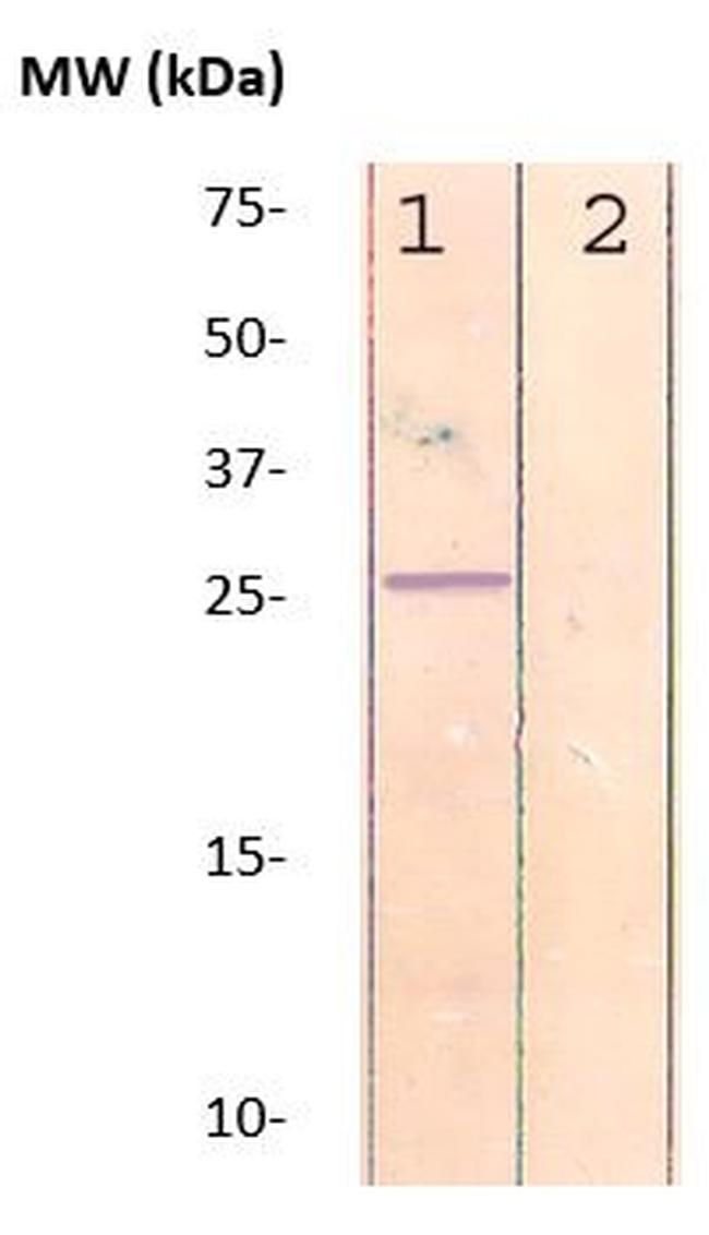 Phospho-Rho (Ser188) Antibody in Western Blot (WB)