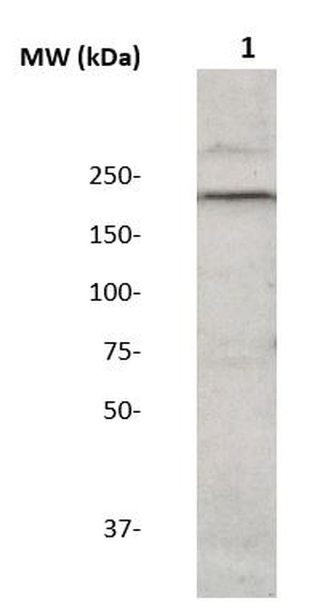 IRS-2 Antibody in Western Blot (WB)