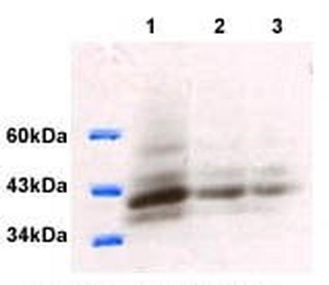 FOXA3 Antibody in Western Blot (WB)