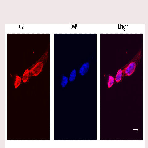 Tri-Methyl-Histone H3 (Lys9) Antibody in Immunocytochemistry (ICC/IF)