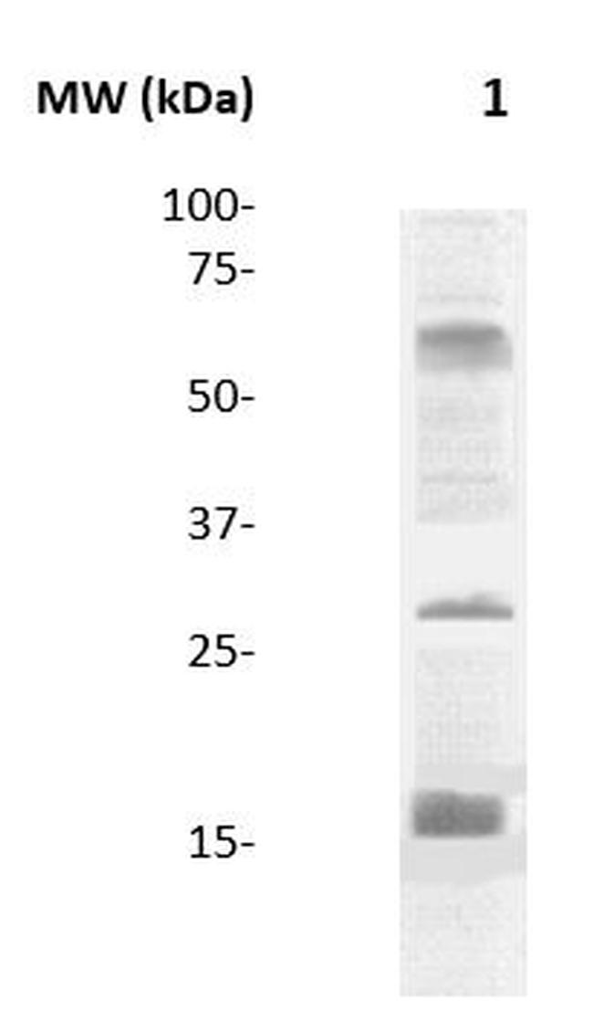 Tri-Methyl-Histone H3 (Lys9) Antibody in Western Blot (WB)