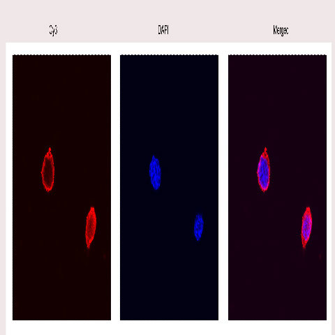 Tri-Methyl-Histone H3 (Lys27) Antibody in Immunocytochemistry (ICC/IF)