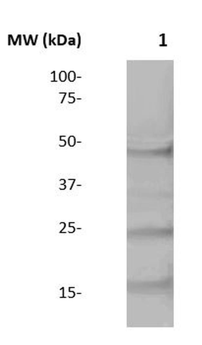 Mono-Methyl-Histone H3 (Lys4) Antibody in Western Blot (WB)