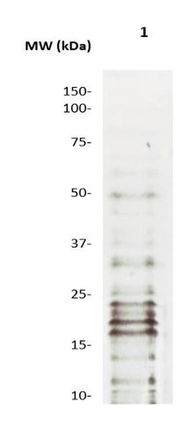 Mono-Methyl-Histone H3 (Lys27) Antibody in Western Blot (WB)