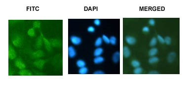 Di-Methyl-Histone H3 (Lys9) Antibody in Immunocytochemistry (ICC/IF)