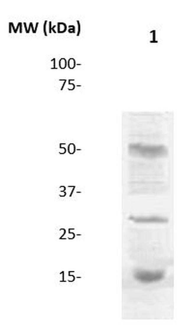 Di-Methyl-Histone H3 (Lys9) Antibody in Western Blot (WB)