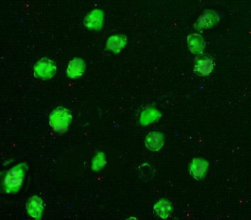 Di-Methyl-Histone H3 (Lys27) Antibody in Immunocytochemistry (ICC/IF)