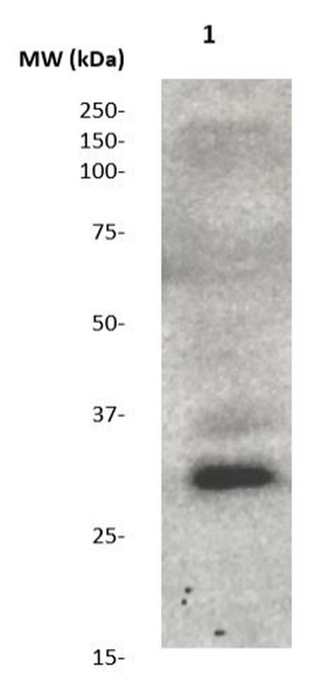 Ubiquityl-H2A (Lys119) Antibody in Western Blot (WB)