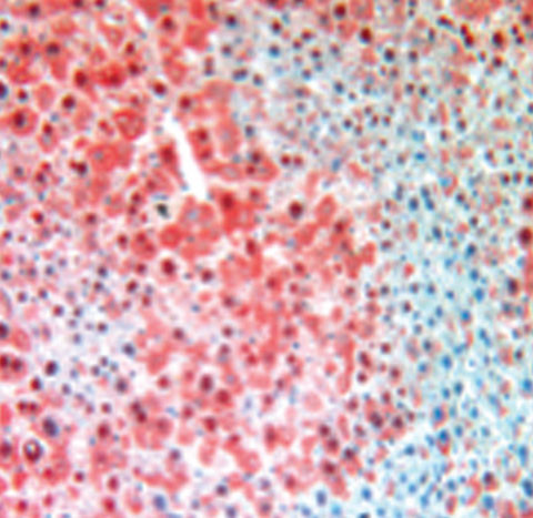 FAH (Fumarylacetoacetate Hydrolase) Antibody in Immunohistochemistry (Paraffin) (IHC (P))