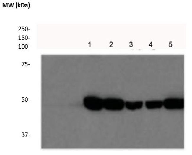 FAH (Fumarylacetoacetate Hydrolase) Antibody in Western Blot (WB)