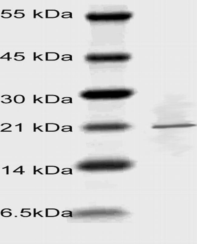 BCL-w Antibody in Western Blot (WB)