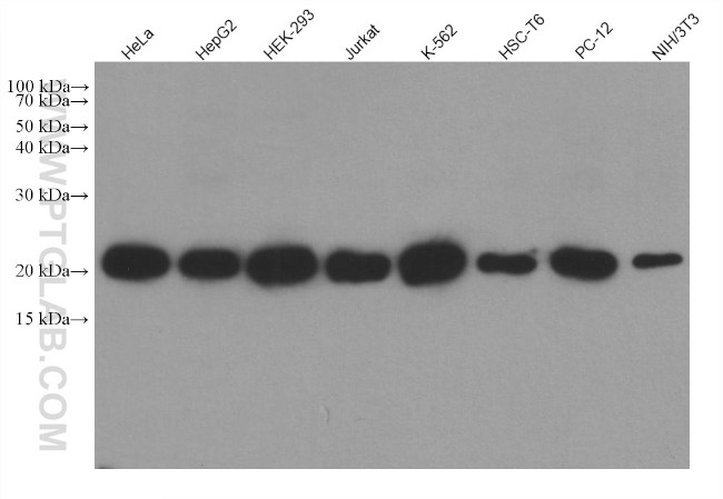 peroxiredoxin 2 Antibody in Western Blot (WB)