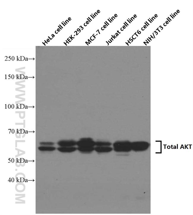 AKT Antibody in Western Blot (WB)