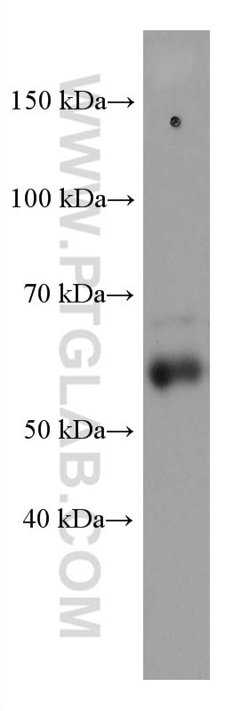 MCRS1 Antibody in Western Blot (WB)