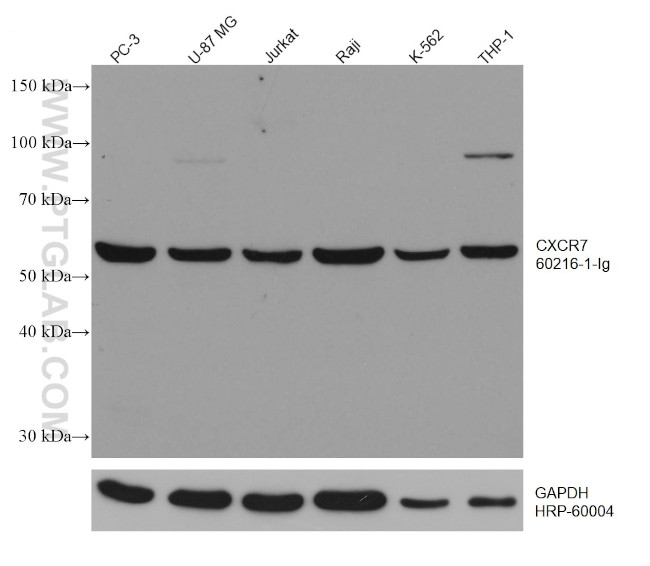 CXCR7 Antibody in Western Blot (WB)