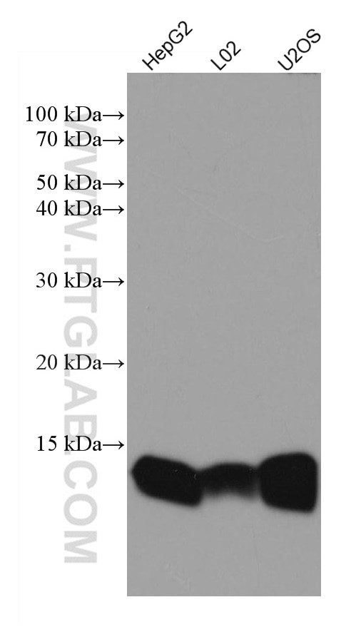 Galectin-1 Antibody in Western Blot (WB)