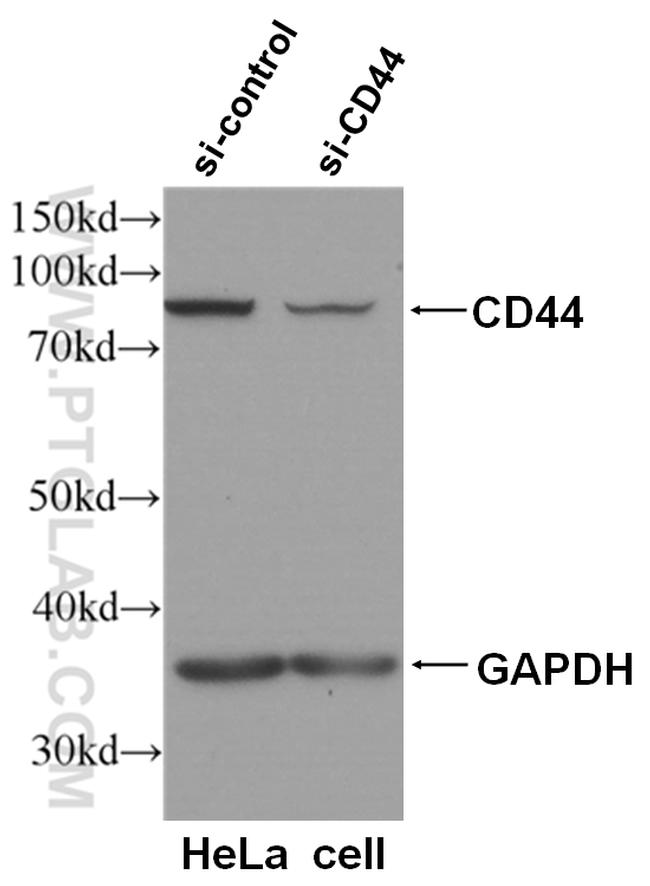 CD44 Antibody in Western Blot (WB)